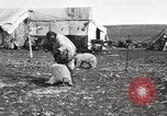 Image oursons polaires l'île Banks Canada, 1914, de la seconde 22 séquences d'archives historiques vidéo 65675065853