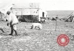 Image oursons polaires l'île Banks Canada, 1914, de la seconde 23 séquences d'archives historiques vidéo 65675065853