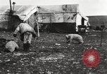 Image oursons polaires l'île Banks Canada, 1914, de la seconde 24 séquences d'archives historiques vidéo 65675065853