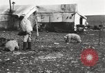 Image oursons polaires l'île Banks Canada, 1914, de la seconde 25 séquences d'archives historiques vidéo 65675065853