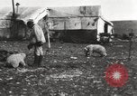 Image oursons polaires l'île Banks Canada, 1914, de la seconde 26 séquences d'archives historiques vidéo 65675065853