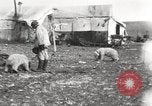 Image oursons polaires l'île Banks Canada, 1914, de la seconde 28 séquences d'archives historiques vidéo 65675065853