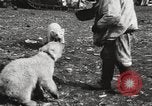 Image oursons polaires l'île Banks Canada, 1914, de la seconde 29 séquences d'archives historiques vidéo 65675065853