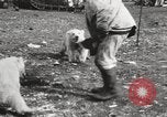 Image oursons polaires l'île Banks Canada, 1914, de la seconde 30 séquences d'archives historiques vidéo 65675065853