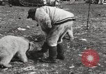 Image oursons polaires l'île Banks Canada, 1914, de la seconde 31 séquences d'archives historiques vidéo 65675065853