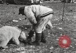 Image oursons polaires l'île Banks Canada, 1914, de la seconde 32 séquences d'archives historiques vidéo 65675065853