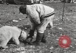 Image oursons polaires l'île Banks Canada, 1914, de la seconde 33 séquences d'archives historiques vidéo 65675065853