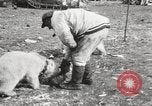 Image oursons polaires l'île Banks Canada, 1914, de la seconde 34 séquences d'archives historiques vidéo 65675065853