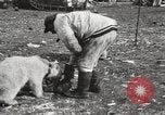 Image oursons polaires l'île Banks Canada, 1914, de la seconde 35 séquences d'archives historiques vidéo 65675065853