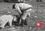 Image oursons polaires l'île Banks Canada, 1914, de la seconde 36 séquences d'archives historiques vidéo 65675065853