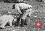 Image oursons polaires l'île Banks Canada, 1914, de la seconde 37 séquences d'archives historiques vidéo 65675065853