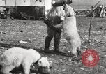 Image oursons polaires l'île Banks Canada, 1914, de la seconde 38 séquences d'archives historiques vidéo 65675065853