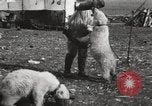 Image oursons polaires l'île Banks Canada, 1914, de la seconde 39 séquences d'archives historiques vidéo 65675065853