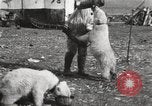 Image oursons polaires l'île Banks Canada, 1914, de la seconde 40 séquences d'archives historiques vidéo 65675065853