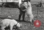 Image oursons polaires l'île Banks Canada, 1914, de la seconde 41 séquences d'archives historiques vidéo 65675065853