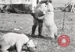 Image oursons polaires l'île Banks Canada, 1914, de la seconde 42 séquences d'archives historiques vidéo 65675065853
