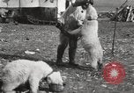 Image oursons polaires l'île Banks Canada, 1914, de la seconde 43 séquences d'archives historiques vidéo 65675065853