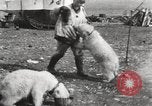 Image oursons polaires l'île Banks Canada, 1914, de la seconde 44 séquences d'archives historiques vidéo 65675065853