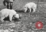 Image oursons polaires l'île Banks Canada, 1914, de la seconde 45 séquences d'archives historiques vidéo 65675065853