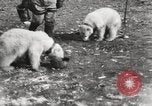 Image oursons polaires l'île Banks Canada, 1914, de la seconde 46 séquences d'archives historiques vidéo 65675065853