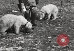 Image oursons polaires l'île Banks Canada, 1914, de la seconde 47 séquences d'archives historiques vidéo 65675065853
