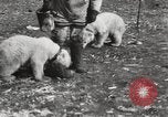 Image oursons polaires l'île Banks Canada, 1914, de la seconde 48 séquences d'archives historiques vidéo 65675065853