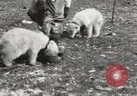 Image oursons polaires l'île Banks Canada, 1914, de la seconde 49 séquences d'archives historiques vidéo 65675065853