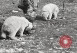 Image oursons polaires l'île Banks Canada, 1914, de la seconde 50 séquences d'archives historiques vidéo 65675065853