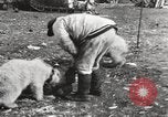 Image oursons polaires l'île Banks Canada, 1914, de la seconde 51 séquences d'archives historiques vidéo 65675065853