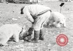 Image oursons polaires l'île Banks Canada, 1914, de la seconde 52 séquences d'archives historiques vidéo 65675065853