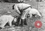 Image oursons polaires l'île Banks Canada, 1914, de la seconde 53 séquences d'archives historiques vidéo 65675065853