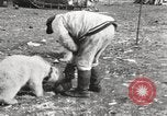 Image oursons polaires l'île Banks Canada, 1914, de la seconde 54 séquences d'archives historiques vidéo 65675065853