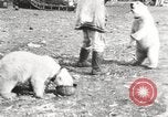 Image oursons polaires l'île Banks Canada, 1914, de la seconde 55 séquences d'archives historiques vidéo 65675065853