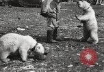 Image oursons polaires l'île Banks Canada, 1914, de la seconde 56 séquences d'archives historiques vidéo 65675065853