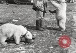 Image oursons polaires l'île Banks Canada, 1914, de la seconde 57 séquences d'archives historiques vidéo 65675065853