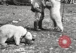 Image oursons polaires l'île Banks Canada, 1914, de la seconde 58 séquences d'archives historiques vidéo 65675065853