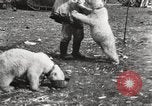 Image oursons polaires l'île Banks Canada, 1914, de la seconde 59 séquences d'archives historiques vidéo 65675065853