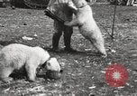Image oursons polaires l'île Banks Canada, 1914, de la seconde 60 séquences d'archives historiques vidéo 65675065853