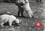 Image oursons polaires l'île Banks Canada, 1914, de la seconde 61 séquences d'archives historiques vidéo 65675065853