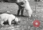 Image oursons polaires l'île Banks Canada, 1914, de la seconde 62 séquences d'archives historiques vidéo 65675065853