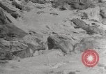 Image attraper le joint Diomedes Islands Alaska USA, 1914, de la seconde 16 séquences d'archives historiques vidéo 65675065856
