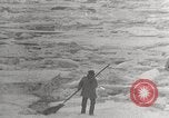 Image attraper le joint Diomedes Islands Alaska USA, 1914, de la seconde 48 séquences d'archives historiques vidéo 65675065856