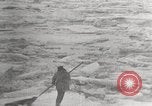 Image attraper le joint Diomedes Islands Alaska USA, 1914, de la seconde 50 séquences d'archives historiques vidéo 65675065856