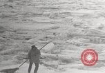 Image attraper le joint Diomedes Islands Alaska USA, 1914, de la seconde 51 séquences d'archives historiques vidéo 65675065856
