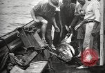 Image Marsouin ou Dolphin Océan Atlantique, 1921, de la seconde 32 séquences d'archives historiques vidéo 65675065860