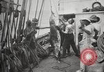 Image Marsouin ou Dolphin Océan Atlantique, 1921, de la seconde 58 séquences d'archives historiques vidéo 65675065860