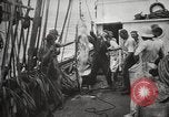 Image Marsouin ou Dolphin Océan Atlantique, 1921, de la seconde 61 séquences d'archives historiques vidéo 65675065860
