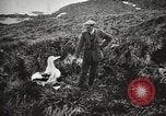 Image Expédition en Antarctique Ernest Shackleton Antarctique de Géorgie du Sud, 1921, de la seconde 46 séquences d'archives historiques vidéo 65675065861