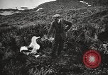 Image Expédition en Antarctique Ernest Shackleton Antarctique de Géorgie du Sud, 1921, de la seconde 47 séquences d'archives historiques vidéo 65675065861