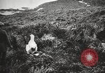 Image Expédition en Antarctique Ernest Shackleton Antarctique de Géorgie du Sud, 1921, de la seconde 56 séquences d'archives historiques vidéo 65675065861